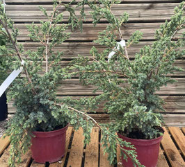 JUNIPERUS CHINENSIS "BLUE ALPS" - CONIFÈRES COUVRE-SOL