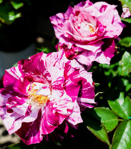 ROSIER NEW IMAGINE® ¤