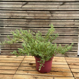 JUNIPERUS HORIZONTALIS "ANDORRA COMPACT" - CONIFÈRES COUVRE-SOL ¤
