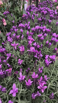 LAVANDES PAPILLON - LAVANDULA STOECHAS