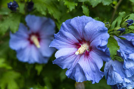 Hibiscus syriacus "ultramarine minultra®" - althéa