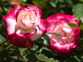 ROSIER JUBILÉ DU PRINCE DE MONACO®