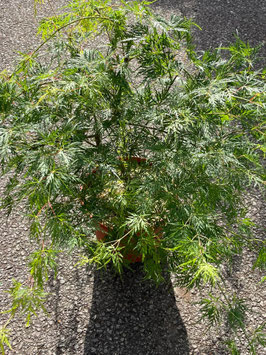 ACER PALMATUM DISSECTUM "EMERALD LACE"