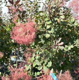 COTINUS X DUMMERI "GRACE" - ARBRE À PERRUQUE