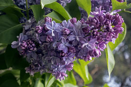 LILAS COMMUN "NADEZHDA" ¤