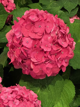 HYDRANGEA MACROPHYLLA - DIFFÉRENTES VARIÉTÉS