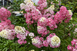 HYDRANGEA PANICULATA "FRAISE MELBA"