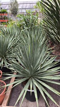 YUCCA GLORIOSA