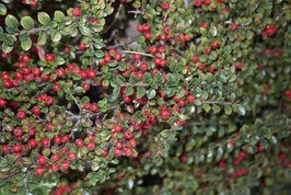 COTONEASTER HORIZONTALIS - RAMPANT ¤