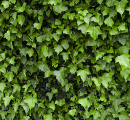 LIERRE D'IRLANDE - HEDERA HELIX HIBERNICA ¤