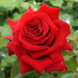 ROSIER ROUGE ADAM® ~~