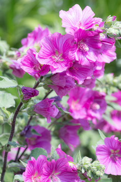 LAVATÈRES ARBUSTIVES - PLUSIEURS VARIÉTÉS