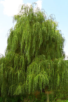 SALIX BABYLONICA - SAULE PLEUREUR