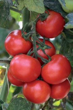 TOMATES - Barquette de 6 godets