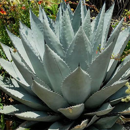 AGAVE HAVARDIANA