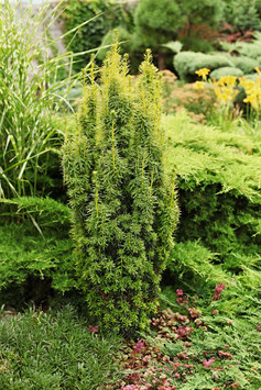 TAXUS BACCATA - IF COMMUN