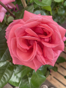 ROSIER SPECIAL ANNIVERSARY® WHASTILUC -