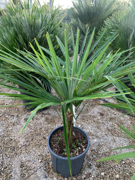 TRACHYCARPUS FORTUNEI - PALMIER CHANVRE ¤