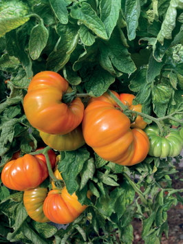 TOMATES - POT DE DIA. 10 CM