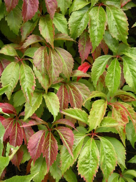 PARTHENOCISSUS QUINQUEFOLIA ENGELMANII - VIGNE VIERGE ~~