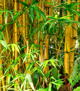 BAMBUSA PHYLLOSTACHYS AUREOSULCATA SPECTABILIS ¤