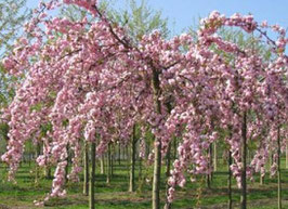 Prunus Serrulata "Kiku Shidare Sakura" - Cerisier à fleurs pleureur en racines nues ¤