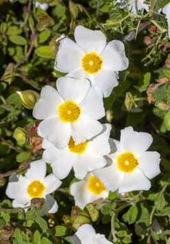 CISTES - 2 VARIÉTÉS
