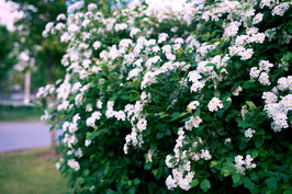 Spirée de Printemps - SPIREA "VANHOUTTEI" (DITE DE VAN HOUTTE)