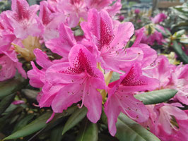 RHODODENDRON - DIFFÉRENTES VARIÉTÉS ~~