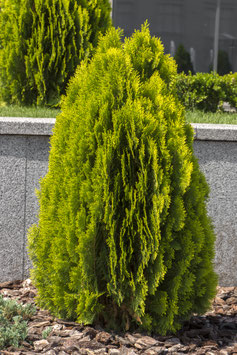 THUJA ORIENTALIS AUREA NANA - CONIFÈRE NAIN