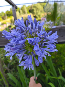 AGAPANTHE AFRICANUS BLEUE