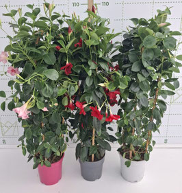 DIPLADENIA DOUBLE ARCEAU