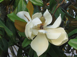 MAGNOLIA GRANDIFLORA GALISSONIENSIS ¤