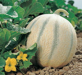 MELON CHARENTAIS BRODÉ "CYRANO" F1 - BARQUETTE DE 6 PLANTS