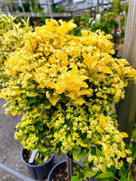 EUONYMUS JAPONICUS ELEGANTISSIMUS "AUREUS" QUART DE TIGE - FUSAIN ¤