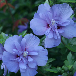 Hibiscus syriacus "blue chiffon®" - Althéa bleu -