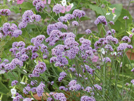 VERVEINE BONARIENSIS - POT DE DIA.13 CM -