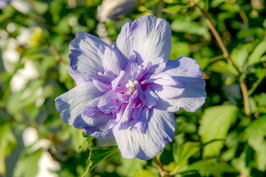 Hibiscus syriacus "blue chiffon®" - Althéa
