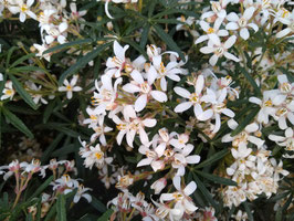 CHOISYA TERNATA "WHITE DAZZLER" - ORANGER DU MEXIQUE NAIN