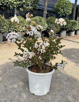 LAGERSTROEMIA INDICA "NEIGE D'ETE"