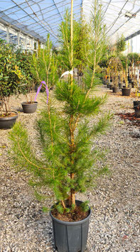 PINUS HALEPENSIS - PIN D'ALEP ¤