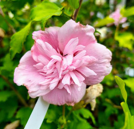 Hibiscus syriacus "pink chiffon®" - Althéa ¤