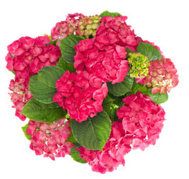 HYDRANGEA MACROPHYLLA "ENDLESS SUMMER"