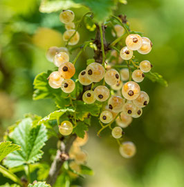 GROSEILLIER A GRAPPES BLANCHETTE ¤