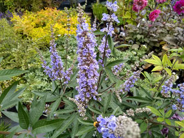 Vitex agnus castus latifolia ¤