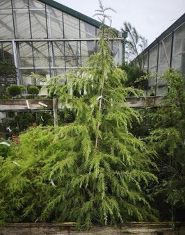 CEDRUS DEODARA - GRAND CONIFÈRE ~~