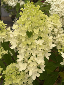 HYDRANGEA PANICULATA VARIÉS ¤