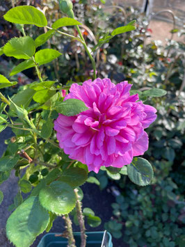 ROSIER PRINCESS ANN® Auskitchen ~~