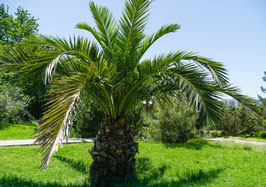 PHOENIX CANARIENSIS - PALMIER DATTIER DES CANARIES