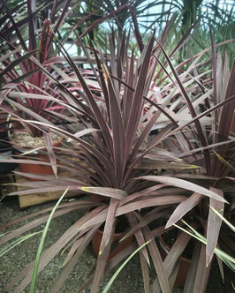 CORDYLINE AUSTRALIS "RED STAR" ~~
